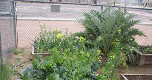 Image Result For Winter Garden Vegetables Most Can Be Planted Or Sown Directly Outdoors To Ensur Winter Vegetables Gardening Winter Garden Planting Onion Sets