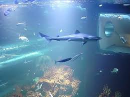 79,309 likes · 2,392 talking about this · 79,325 were here. Die Tierwelt Des Wiener Haus Des Meeres Live Von Zuhause Aus Erleben Tiere National Vienna At
