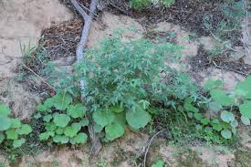 Image result for Rhynchosia totta