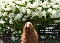 Hounds of Highfield