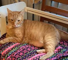 She is an unspayed indoor cat. My Cat Has A Lump Under His Stomach What Does This Mean Petcoach