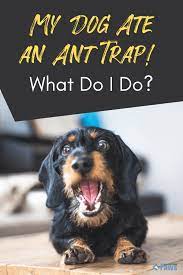 My Dog Ate An Ant Trap What Do I Do Symptoms Tips Alternatives