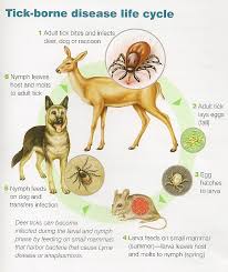 Lyme Heartworm State College Veterinary Hospital State College Pa
