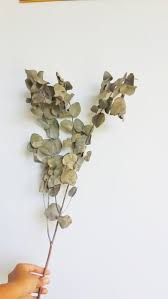 • untuk mengajarkan kita cara membuat kompos dengan bahan yang mudah didapat • untuk memberikan inspirasi bahwa daun kering yang bisanya menjadi sampah dapat dimanfaatkan sebagai kompos • untuk menyadarkan. Jual Dried Eucalyptus Cinerea 1 Batang Plus Cabang Daun Kering Di Lapak Giogio Sisters Bukalapak