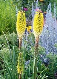 Image result for Kniphofia princeae