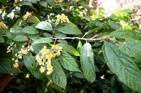 Image result for Grewia sulcata