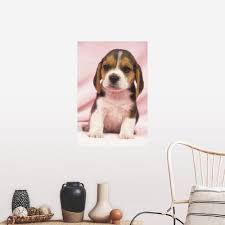 See more ideas about glass storage jars, jar storage, glass storage. Beagle Puppy Poster Print Overstock 16377374