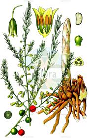 Image result for Chlorophytum macrosporum