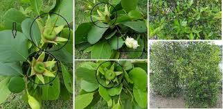 Image result for Sonneratia alba