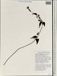 Image result for Crepidorhopalon spicatus