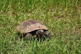 Eating the prickly pear cactus frui. Gopher Tortoise Eating Photograph By Chris Mercer