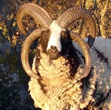 Native Hunt Enterprises Inc Unusual Animals Jacob Sheep Sheep Breeds