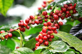 100 Kona Coffee With Free Shipping Don T Miss Your Opportunity Http Konacoffee Com Coffee Kona Bestoftheday Kona Coffee Coffea Arabica Organic Coffee