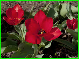 Berikut adalah gambar bunga tulip untuk diwarnai. 15 Jenis Warna Bunga Tulip Yang Indah Dari Belanda Hewata Com