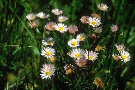 Image result for Heterotis decumbens