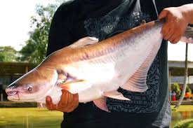 Tanah yang baik untuk kolam pemeliharaan adalah jenis tanah liat/lempung, tidak berporos. 5 Racikan Umpan Ikan Patin Paling Jitu Terbaru 2020