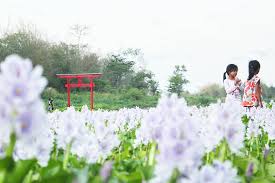 Musim semi adalah musimnya menikmati wisata bunga sakura. Harga Tiket Masuk Dan Jam Buka Kalinampu Natural Park Pundong Bantul Serunya Berwisata Serasa Di Negeri Sakura Daka Tour