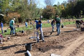 Certain weeds and volunteer trees pop up regularly on my property and need to be removed on my property, i have taken to digging it out from underneath the cedar trees that border the yard. Volunteer Perkiomen Watershed Conservancy