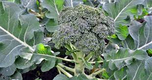 Jan 24, 2021 · many varieties can be grown with part sun or even part shade. How To Plant And Grow Broccoli Gardener S Path