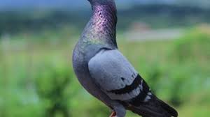 Cara memilih burung dara yang bagus. 14 Cara Budidaya Burung Merpati Dalam Kandang Ilmubudidaya Com