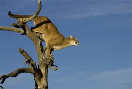 We did not find results for: Science Drives Wyoming Mountain Lion Populations Gohunt