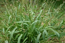Image result for Echinochloa ugandensis