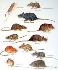 What Are Voles Google Search Rats Animal Book Norway Rat