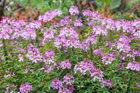 Image result for Cleome densifolia