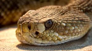 Getting rid of a snake den requires a bit more work than just getting rid of one or two snakes. How To Get Rid Of Snakes Around Your House Wildlife Pros
