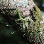 Image result for Angraecum sacciferum