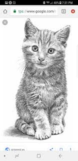 Pin By Amy Sneeden On Drawing Ideas Animal Drawings Kitten Drawing Pencil Drawings Of Animals