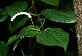 Image result for Piper capense