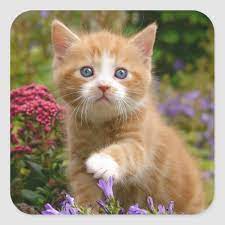 Cute Ginger Kitten In A Garden Square Sticker Zazzle Com Baby Cats Cute Baby Cats Ginger Kitten