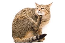 Fad or flea allergy dermatitis is the most common skin disease amongst cats. Scabs On Cats What Causes Them And How To Treat Them Catster