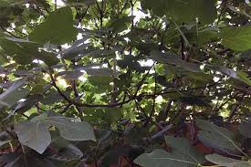Fig trees generally begin to ripen fruit sometime between three and five years after planting. How To Grow A Fig Tree In Your Backyard Gardener S Path