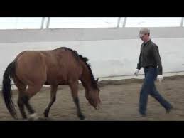 Ground Work Priceless Horse Training Horse Training Horses Horse Life