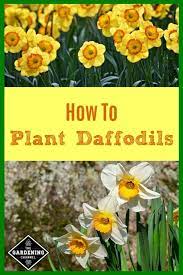 How To Plant Daffodils Gardening Channel Planting Daffodil Bulbs Daffodils Planting Planting Bulbs