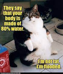 Fat cat meme chonk chart funny pet lover gift. Funny Cats Cat Quotes Funny Funny Animal Quotes Funny Animal Jokes