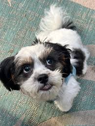 Just a few dogs that blessed my day as a bather