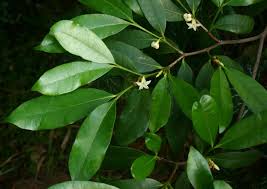 Image result for Mascarenhasia