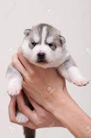 Newborn Siberian Husky Puppy Stock Photo Picture And Royalty Free Image Image 14757690