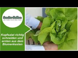 Dies ist eine ziemlich anspruchslos kultur, so wächst die vielfalt auf drei arten möglich sorgt für den salat nach wurde durchgeführt, um die regeln, wird die erste ernte nicht lange dauern. Kopfsalat Richtig Schneiden Und Ernten Aus Dem Blumenkasten Gemuse Balkon