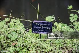Image result for Marsilea aegyptiaca