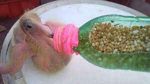 How To Make Baby Pigeon Food At Home Organic Food