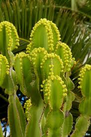 Image result for Euphorbia candelabrum