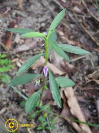 Image result for Afrohybanthus