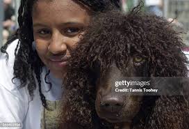 8,834 Dog Looks Like Owner Stock Photos, High-Res Pictures, and Images