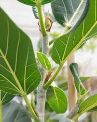 Check spelling or type a new query. Ficus Audrey Care How To Grow Care For The Strangling Fig
