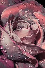 Pin By Zsuzsa Zsuzska Kovacs On Flowers With Dewdrops Rose Wallpaper Flower Wallpaper Flower Phone Wallpaper