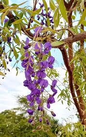 Image result for Bolusanthus speciosus